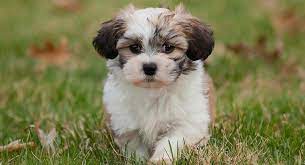 Maybe you would like to learn more about one of these? Shichon Dog A Complete Guide To The Bichon Frise Shih Tzu Mix Shichon Puppies Bichon Dog Teddy Bear Puppies