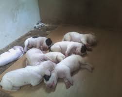 Satilik Safkan Pitbull Yavrusu Sayfa 1 1