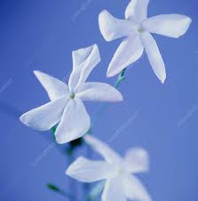 Image result for Jasminum sp. A
