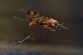 Image result for Gnidia inconspicua