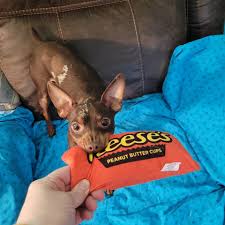 Profile for AJ's Search & Rescue