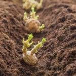 We did not find results for: Bare Root Plants How To Grow Bare Root Hollyhocks