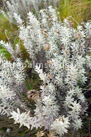 Image result for Helichrysum setosum