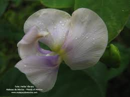 Image result for Vigna vexillata