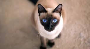 Interestingly, the siamese has also cemented the concept of the seal point cat personality as being intensely demanding, loving, loyal, and affectionate. Seal Point Cat Breeds The Amazing Markings And Shades
