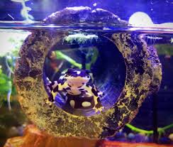 Iranian Harlequin Newt In A Zoo Med Floating Betta Log Pets Amphibians Reptiles And Amphibians Pets