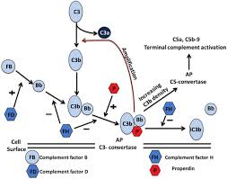 Image result for Complement Pathway
