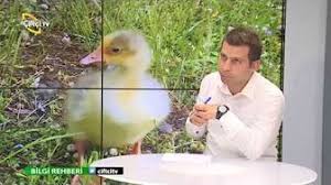 Kanatli Alemi Kaz Yetistiriciligi Youtube Bilgi Rehber Ale