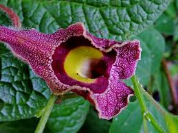 Image result for Aristolochiaceae