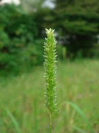 Image result for Panicum hymeniochilum