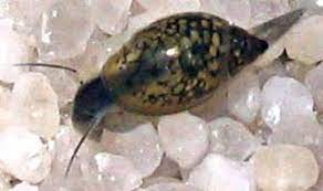 Our pest control services in auckland can help you decrease bug issues without poisonous synthetic concoctions. How To Control Pest Snails In A Fish Tank Pethelpful