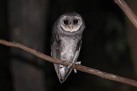 Lechuza Tenebrosa Arfaki Ebird Subscribe now to discover the world of lechuza. lechuza tenebrosa arfaki ebird