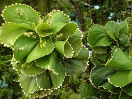Image result for Acalypha polymorpha