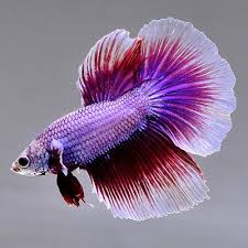Live Betta Fish Male Hm Light Lavender Nv51 Rare Find Betta Fish Betta Fish