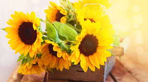 Frases De Girassol Inspire Se Nessas Palavras Wallpaper de girassol para celular. frases de girassol inspire se nessas