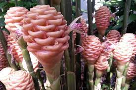 Warna berbeda dari satu jenis bunga saja maknanya berbeda juga. Jahe Hias Tanaman Obat Sekaligus Tanaman Hias Artikel Pertanian Terbaru Berita Pertanian Terbaru