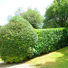 Comparez toutes les offres de pic vert pas cher en découvrant tous les produits de pic sur l'héritier du temps tuteur pic de jardin coloré tige avec motif grenouille couronnée en fonte et verre. Entretien Parcs Et Jardins A Larroques 65 City Vert 65