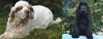 Clumber spaniel puppies for sale europe. Clumber Spaniel Vs American Cocker Spaniel Breed Comparison