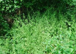 Image result for Galium stenophyllum