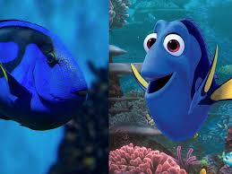 These are also known as anemone fish as this is where they live and is their main defence. Finding Dory Did Not Increase Demand For Pet Fish Despite Viral Media Stories