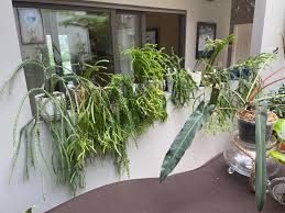 Image result for Huperzia bampsiana