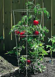 Let us talk about the planting technique a very important step. Tomato Cages Keep Peas Cucumbers Zucchini Pepper Growing Healthy