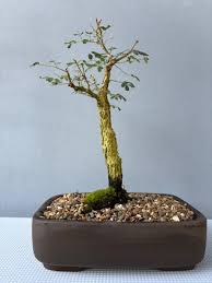 Image result for Acacia burkei