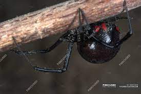 Closeup Shot Of Black Widow Spider Hanging On Branch Nature Biology Stock Photo 164915510
