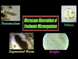 I constructed the space ship in a 3d program and it is meant to be symbolic of a light microscope. Pond Water Under Microscope Mr Pauller Youtube