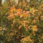 Image result for Spirostachys