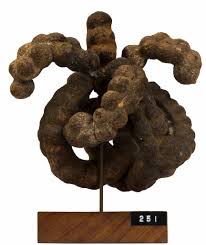 Image result for Polyceratocarpus