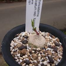 Image result for Stathmostelma fornicatum