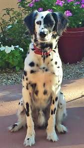 Long Coat Dalmatian Dalmatian Dogs Dalmatian Puppy Cute Animals