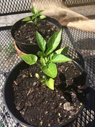 About three to four hot pepper plants and eight to ten sweet pepper plants usually are enough for a family of four. Pepper Bell Why Aren T My Peppers Growing