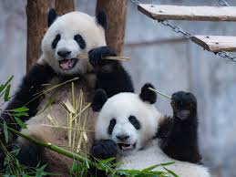 Image result for pandas