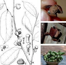 Image result for Polyceratocarpus gossweileri