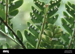 Image result for Didymochlaena