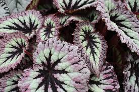Begonia 'christmas curl' is a gorgeous rex begonia cultivar. Beguiled By Begonias The Frustrated Gardener