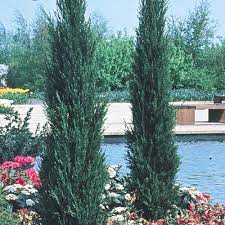 Maybe you would like to learn more about one of these? Buy Juniperus Scopulorum Skyrocket J Parkers