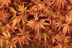 Acer palmatum 'Kuro hime' Japanese Maple | Conifer Kingdom