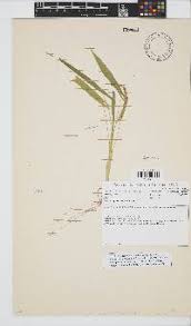 Image result for Setaria pseudaristata