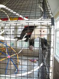 Monkey Cage Pet Capuchin Monkey Enclosure Primate Care Enrichment Spider Monkey Toys Monkey Cage Capuchin Monkey Pet Monkey