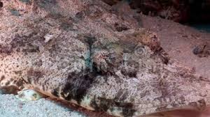 Sie sind lauerräuber die meist halb eingegraben im sand liegen. Krokodilfische Legen Flachkopf Papilloculiceps Mit Teppich Aus Die Longiceps In Der Nacht Finden Stock Footage Video Von Krokodil Teppich 98600110