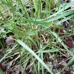 Image result for Anthoxanthum nivale