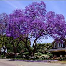Image result for Jacaranda