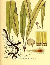 Image result for Oleandra distenta