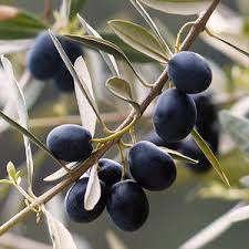 Comment la reconnaître, quels dégâts, quels traitements bio et comment prévenir les attaques ? Piege Et Pheromone Mouche De L Olive Vente Au Meilleur Prix Jardins Animes