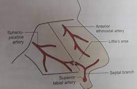 arterial supply of nasal septum plexus products nasal septum arteries