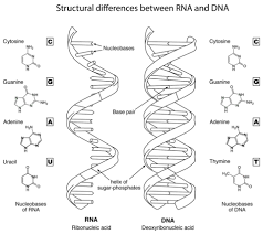 How information in dna can be used to make a protein. Structural Differences Between Rna And Dna Coloring Page Free Printable Coloring Pages Color Worksheets Dna Dna Worksheet