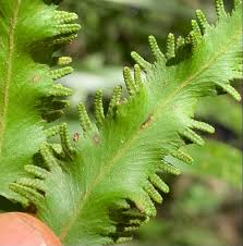 Image result for Lygodiaceae